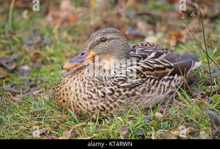 Tarnfarbe in weiblicher Stockente anas platyrhynchos Stockfoto