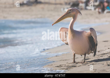 Pelikan hautnah Porträt am Strand von Zypern. Stockfoto