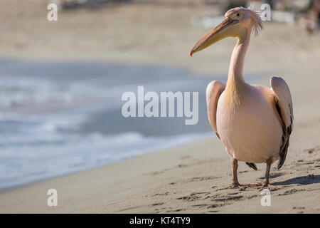 Pelikan hautnah Porträt am Strand von Zypern. Stockfoto