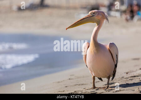 Pelikan hautnah Porträt am Strand von Zypern. Stockfoto