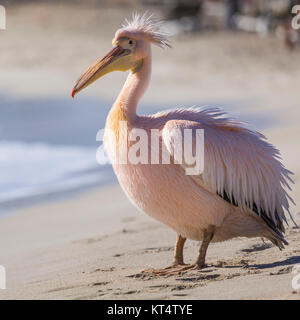 Pelikan hautnah Porträt am Strand von Zypern. Stockfoto