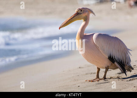 Pelikan hautnah Porträt am Strand von Zypern. Stockfoto