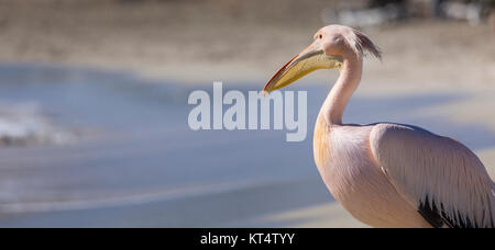 Pelikan hautnah Porträt am Strand von Zypern. Stockfoto