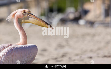 Pelikan hautnah Porträt am Strand von Zypern. Stockfoto