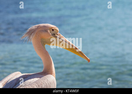 Pelikan hautnah Porträt am Strand von Zypern. Stockfoto