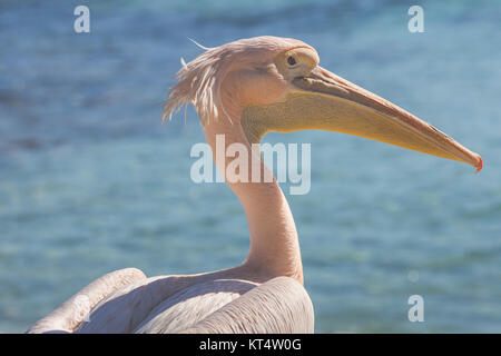 Pelikan hautnah Porträt am Strand von Zypern. Stockfoto