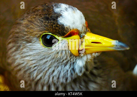 Kopf eines afrikanischen Gelbstirn-blatthühnchen Kiebitz (Vanellus senegallus) im Profil anzeigen Stockfoto