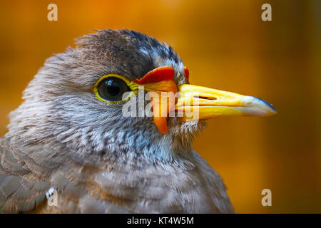 Kopf eines afrikanischen Gelbstirn-blatthühnchen Kiebitz (Vanellus senegallus) im Profil anzeigen Stockfoto