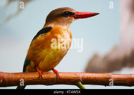 Braun - hooded Kingfisher (Halcyon albiventris) hocken auf einem Zweig vor einem blauen Himmel Stockfoto