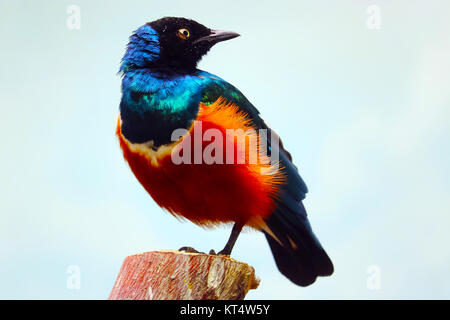 Metallic Blau und Grün hervorragende Starling (lamprotornis Superbus) sitzen auf einem Bein auf einem abgeschnittenen Baumstamm rückwärts suchen Stockfoto