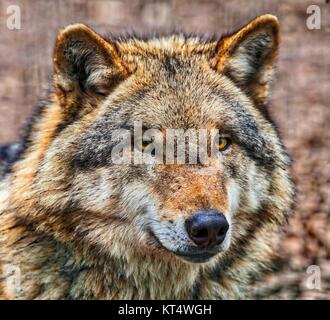 Schließen Sie die Leiter der Eurasischen Grauer Wolf (Canis lupus Lupus) ist der am meisten spezialisierten Mitglied der Gattung Canis, wie durch seine morphologischen adapta gezeigt Stockfoto