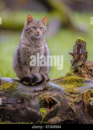 Die europäische Wildkatze (Felis silvestris) mit markanten Streifen- und Schwarz Schwanz Stockfoto