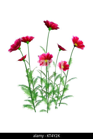 3D-Rendering Cosmos Blumen auf Weiß Stockfoto