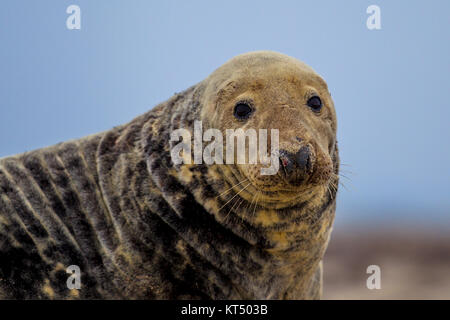 Porträt der Kegelrobbe (Halichoerus grypus) am Strand mit Blick auf das Meer im Hintergrund Stockfoto