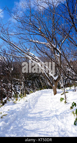 Schnee- und Gehweg im Wald Noboribetsu Onsen schnee winter Stockfoto