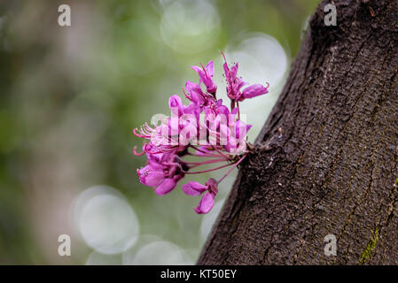 Judas Baum Blumen sprießen von alten Baumstamm Stockfoto