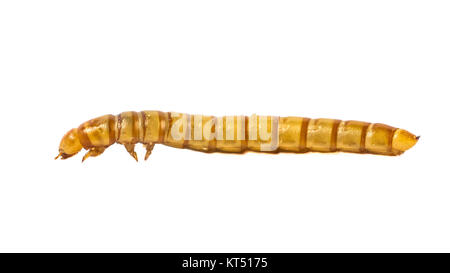 Seitenansicht Nahaufnahme von mealworm, alternative Lebensmittelzutat für Fleisch, auf weißem Hintergrund Stockfoto