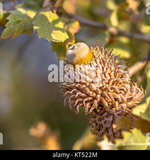 Acorn der Türkei Eiche (Quercus cerris) in Peloponnes, Griechenland. Stockfoto