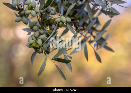 Detail von schwarzen Oliven am Zweig der Olivenbaum (Olea europaea) auf griechische Landschaft in Peloponnes Stockfoto