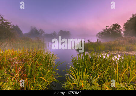 Neblige marschland am frühen Morgen im September in der Nähe von Haren, Groningen, Niederlande Stockfoto