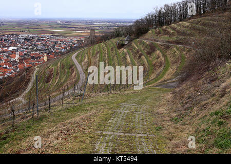 Blick über den Olivenberg auf schriesheim und die Strahlenburg Stockfoto