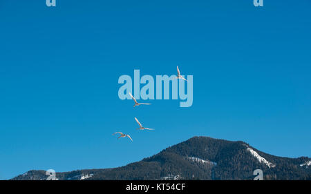 Vier Schwäne im Flug über einen Kamm vor blauem Himmel. Stockfoto