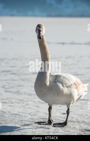 Ein Schwan steht auf dem Eis und blickt neugierig in die Kamera. Stockfoto