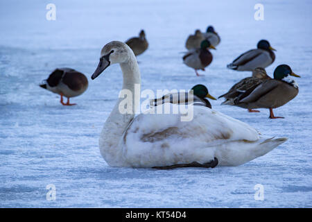 Ein junger Schwan sitzt in einer Gruppe von Enten auf dem Eis und schaut nach links. Stockfoto