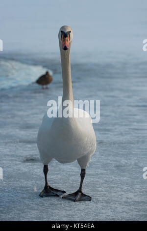 Ein Schwan läuft auf dem Eis eines gefrorenen Sees. Im Hintergrund sieht man eine Ente. Stockfoto