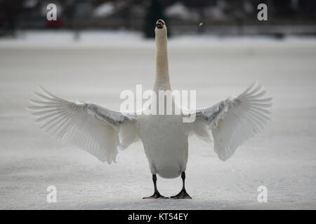 Ein Schwan steht aufrecht auf dem Eis und schlägt seine Flügel Stockfoto