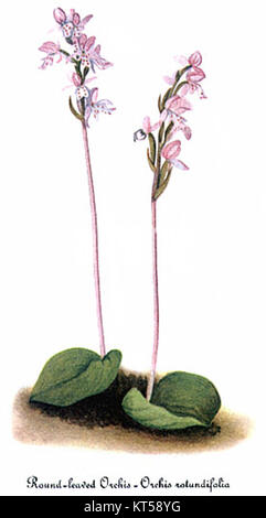„Amerorchis rotundifolia“ ist eine Orchideenart, illustriert von Mary Vaux Walcott. Die Illustration fängt die zarte Schönheit dieser Blume ein und trägt zum botanischen Wissen und zur Dokumentation von Pflanzenarten bei. Stockfoto