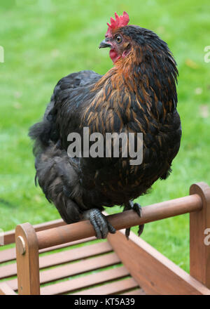 Happy Free Range huhn suchen setzte sich auf einen leeren Korb auf einem Bauernhof grüne Gras im Hintergrund für Text-overlay Stockfoto