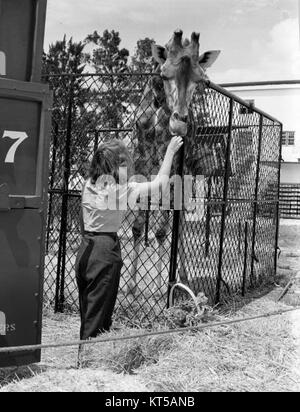 Die Tochter des Fotografen Lois Duncan Steinmetz Fütterung eine Giraffe am Ringling Zirkus in Sarasota, Florida Stockfoto