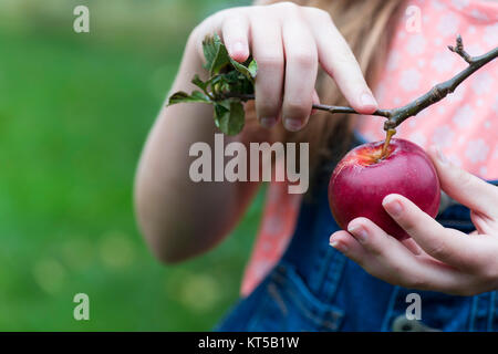 Kind einen Apfel vom Baum grün bokeh Hintergrund für Raum und Text kopieren Stockfoto