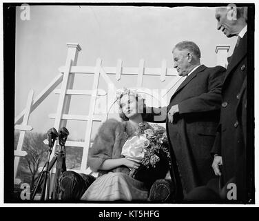 Mehrheitsführer im Senat, Kronen Cherry Blossom Queen 26400 v Stockfoto