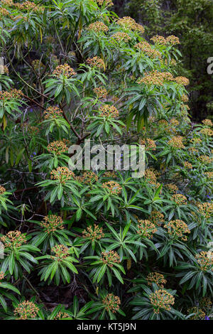 Bupleurum fruticosum, Strauchigen Hare's ear, Evergreen, mediterrane Pflanzen, Gelb, Blumen, Blüten, Garten, RM floral Stockfoto