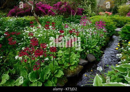 Primula japonica Millers Crimson, Allium ursinum, hosta, Funkien, Azalea, Rhododendron, stream, Wickeln, Fluß, Fluss, Ufer, Holz, Wald, Mount Usher Gardens Stockfoto