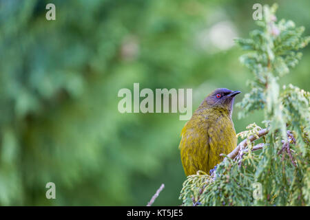 Beliebte New Zealand Vogel Natur-Waldes. Stockfoto