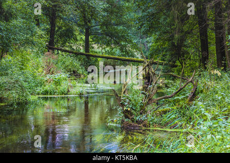 Black River Hancza. Suwalsczyzna. Polen Stockfoto