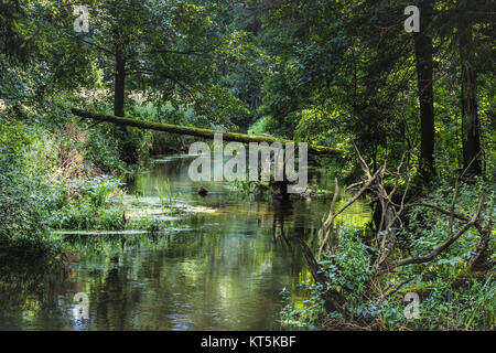 Black River Hancza. Suwalsczyzna. Polen Stockfoto