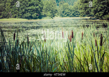 Black River Hancza in Turtul. Polen Stockfoto