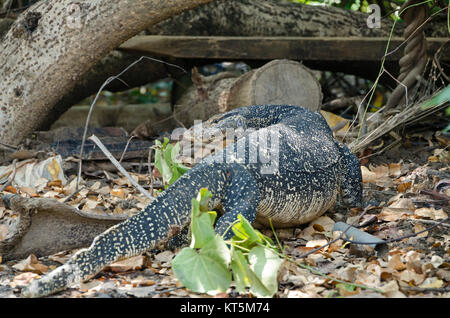 Sri lanka Stockfoto