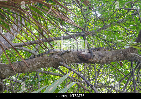Sri lanka Stockfoto