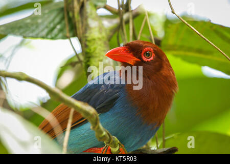 Sri Lanka endemisch Ceylon Blue Magpie Urocissa ornata. Stockfoto