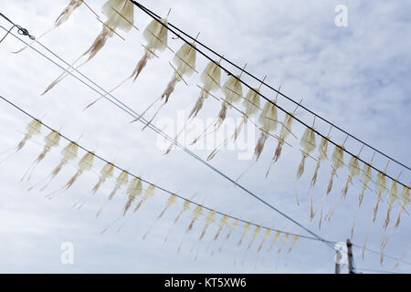 Squid Trocknung unter Sonnenlicht Stockfoto