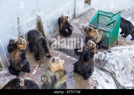 Süße Bären auf der Suche nach Nahrung im Zoo Park Stockfoto
