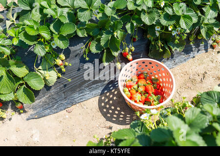 Korb mit frischen Erdbeeren in der Farm Stockfoto