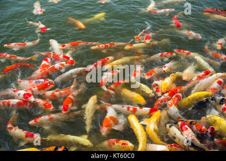 Koi im Teich Stockfoto