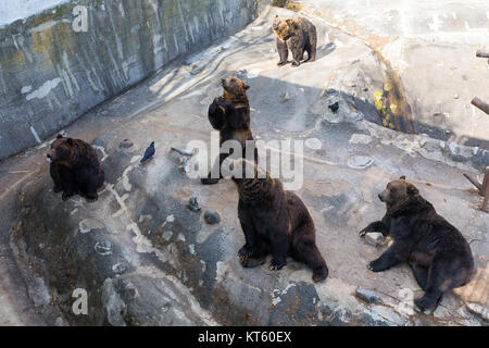 Süße Bär im Zoo Park Stockfoto