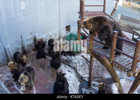 Bär auf der Suche nach Nahrung im Zoo Park Stockfoto